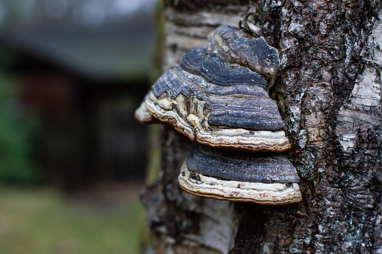 tree  bark  mushroom free photo