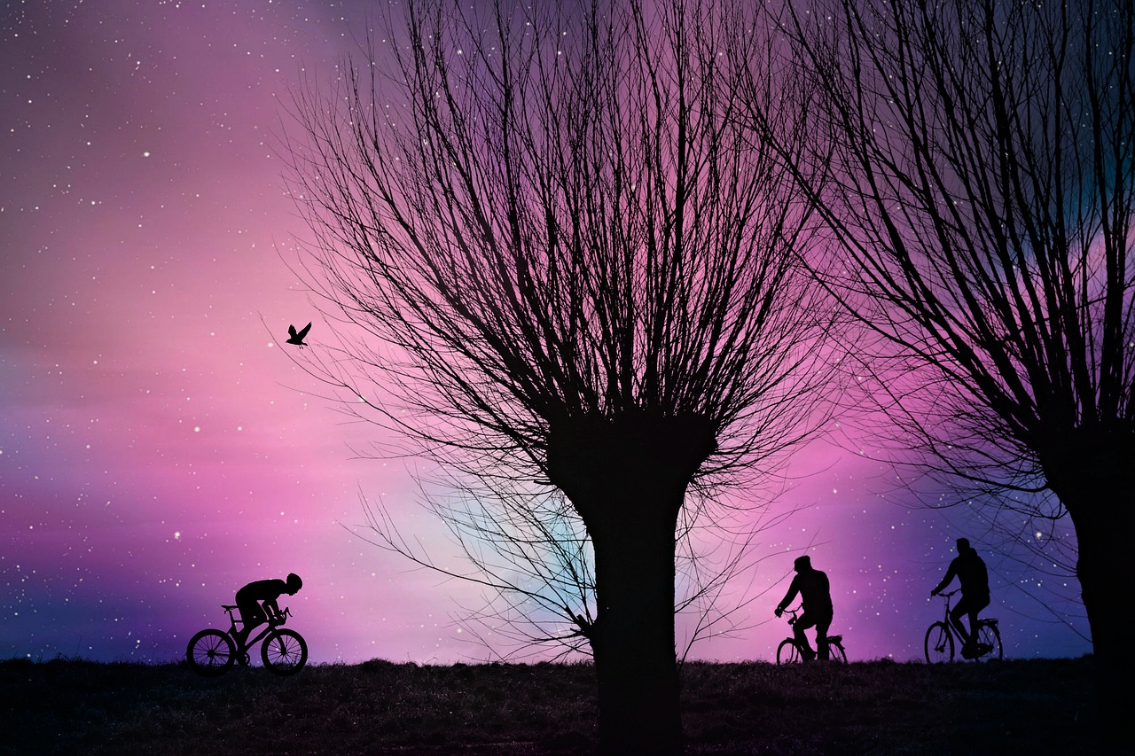 tree  road  cyclist free photo