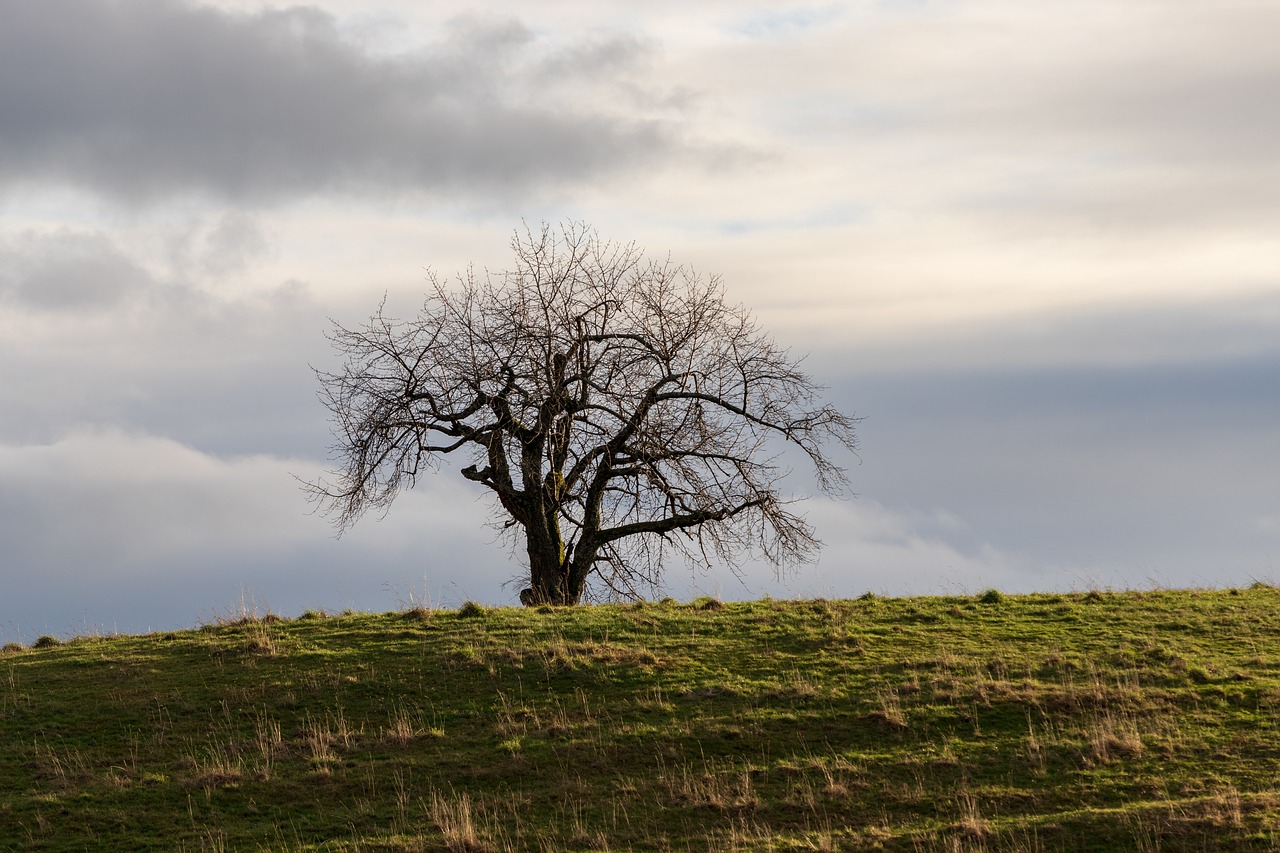 tree  lonely  landscape free photo