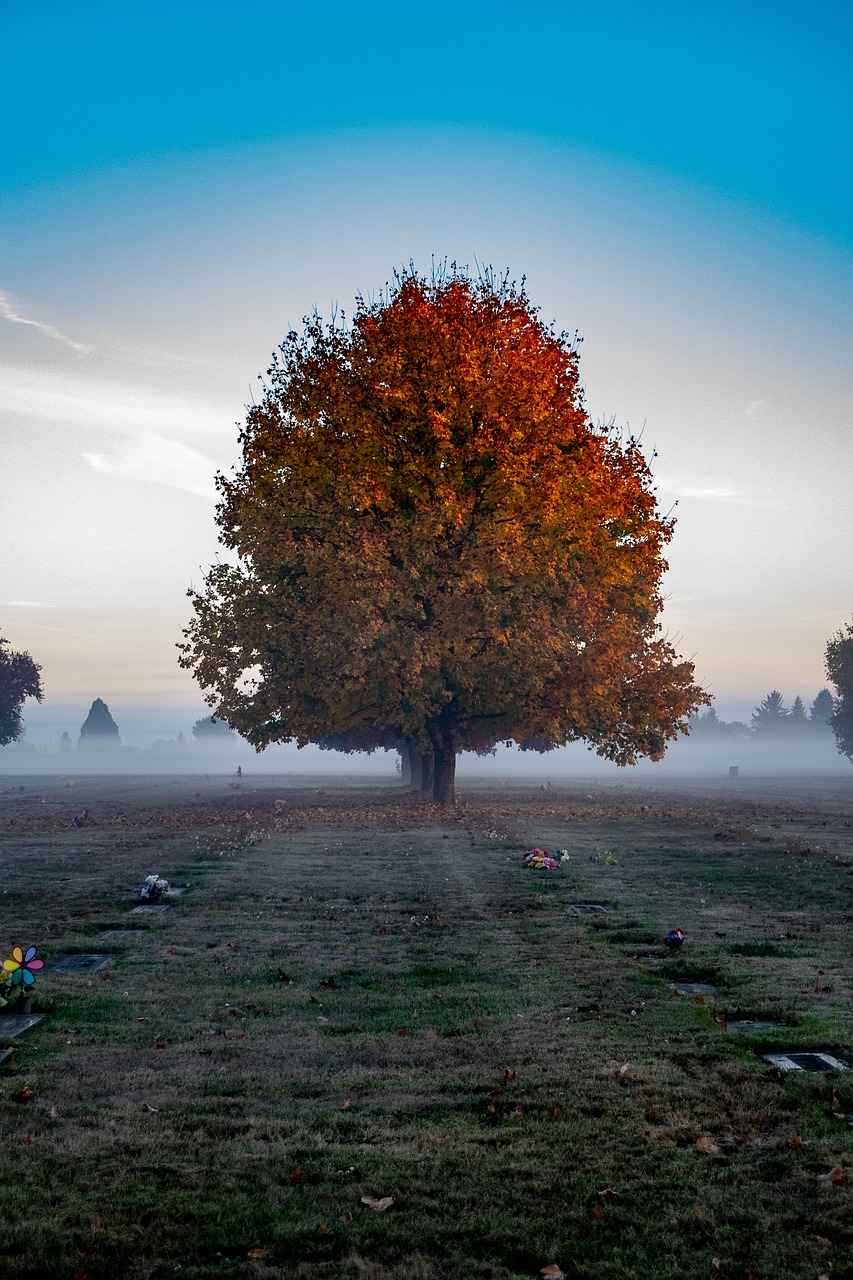 tree  fog  nature free photo