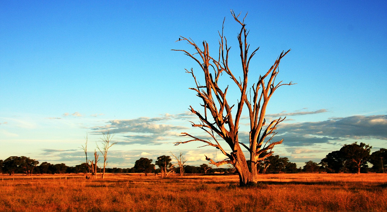 tree outback australia free photo