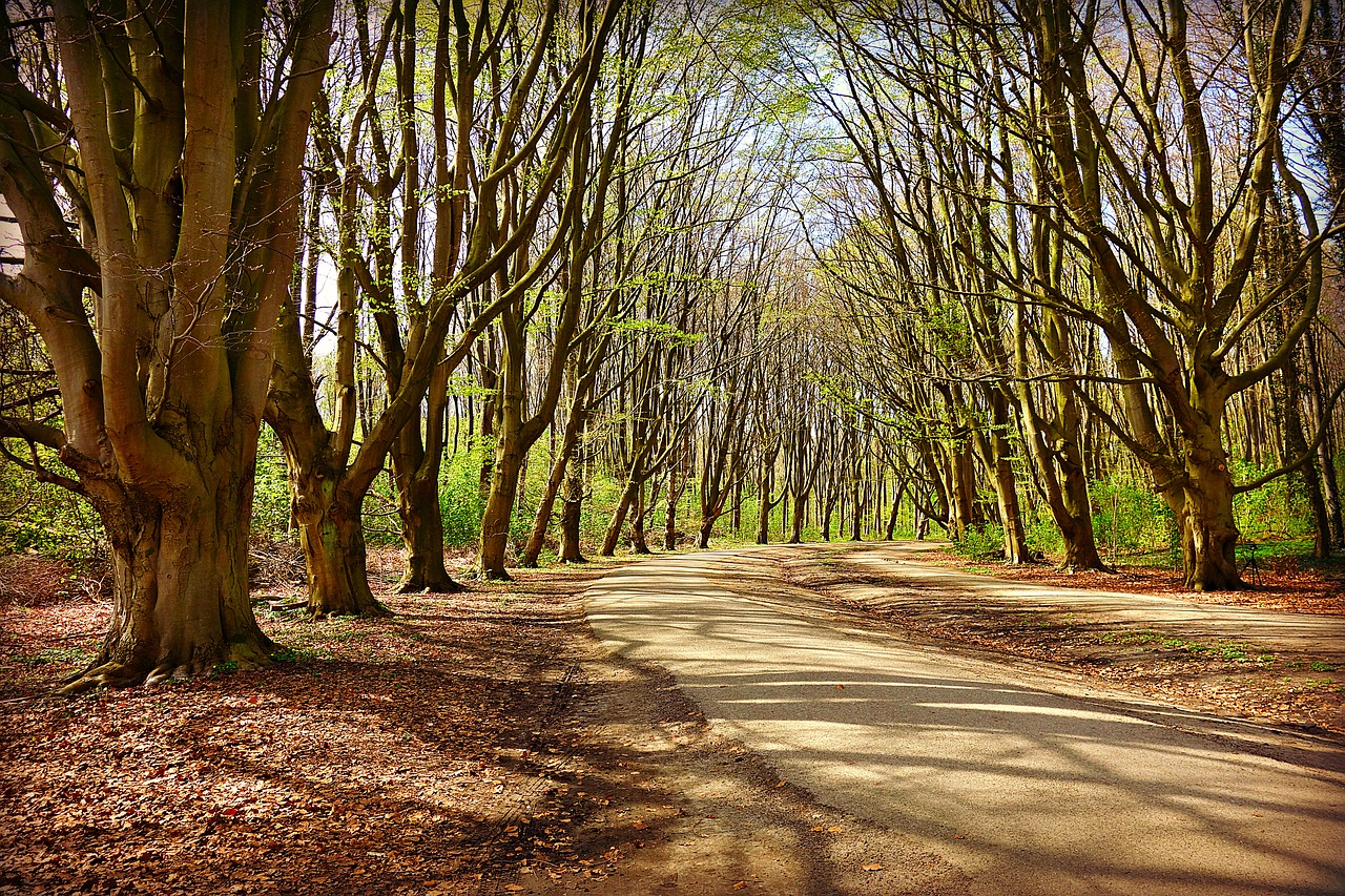 tree  forest  lane free photo