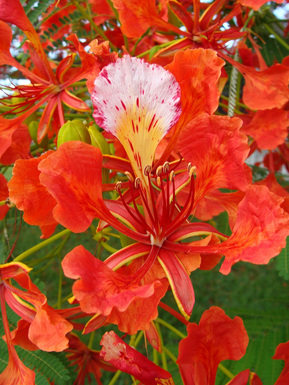 tree royal poinciana flower free photo