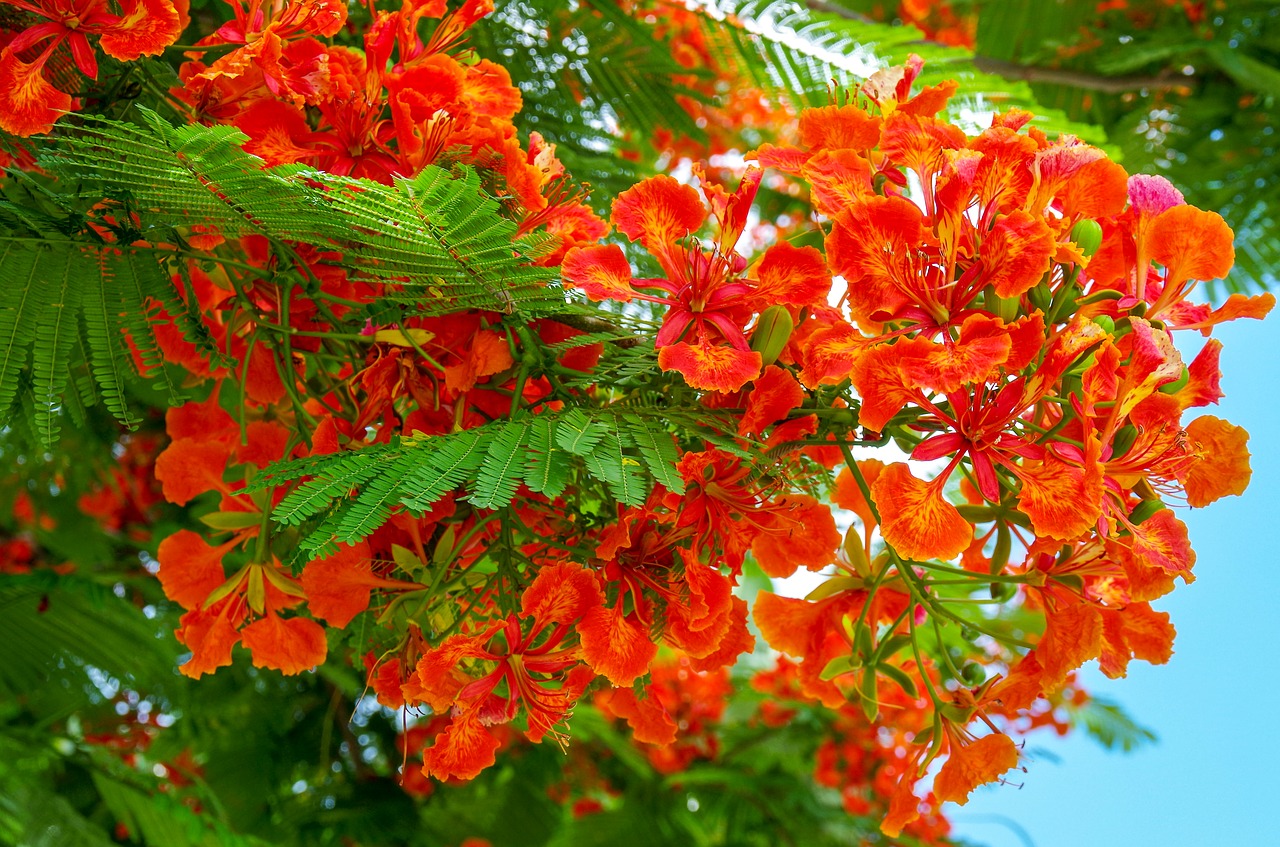 tree  bloom  summer free photo