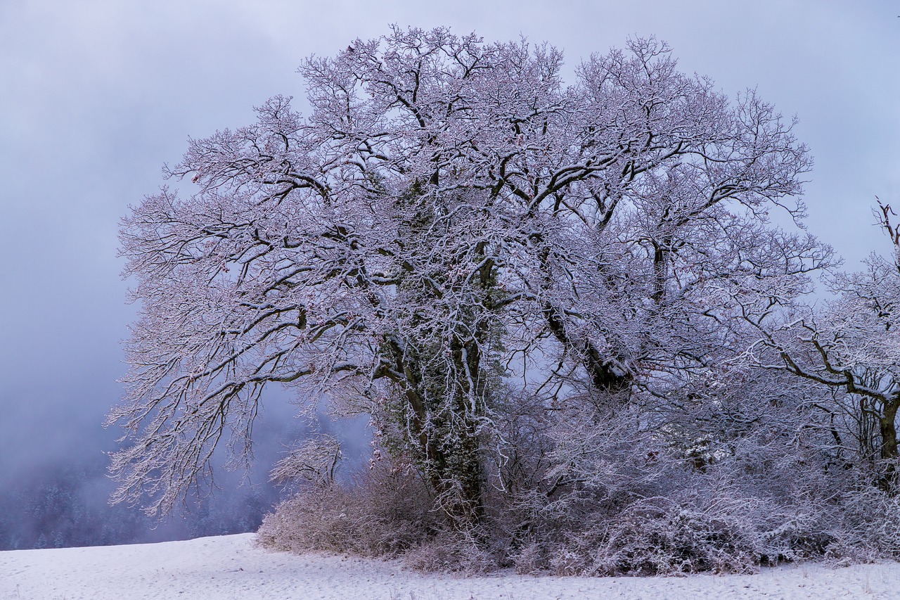 tree  snow  ripe free photo