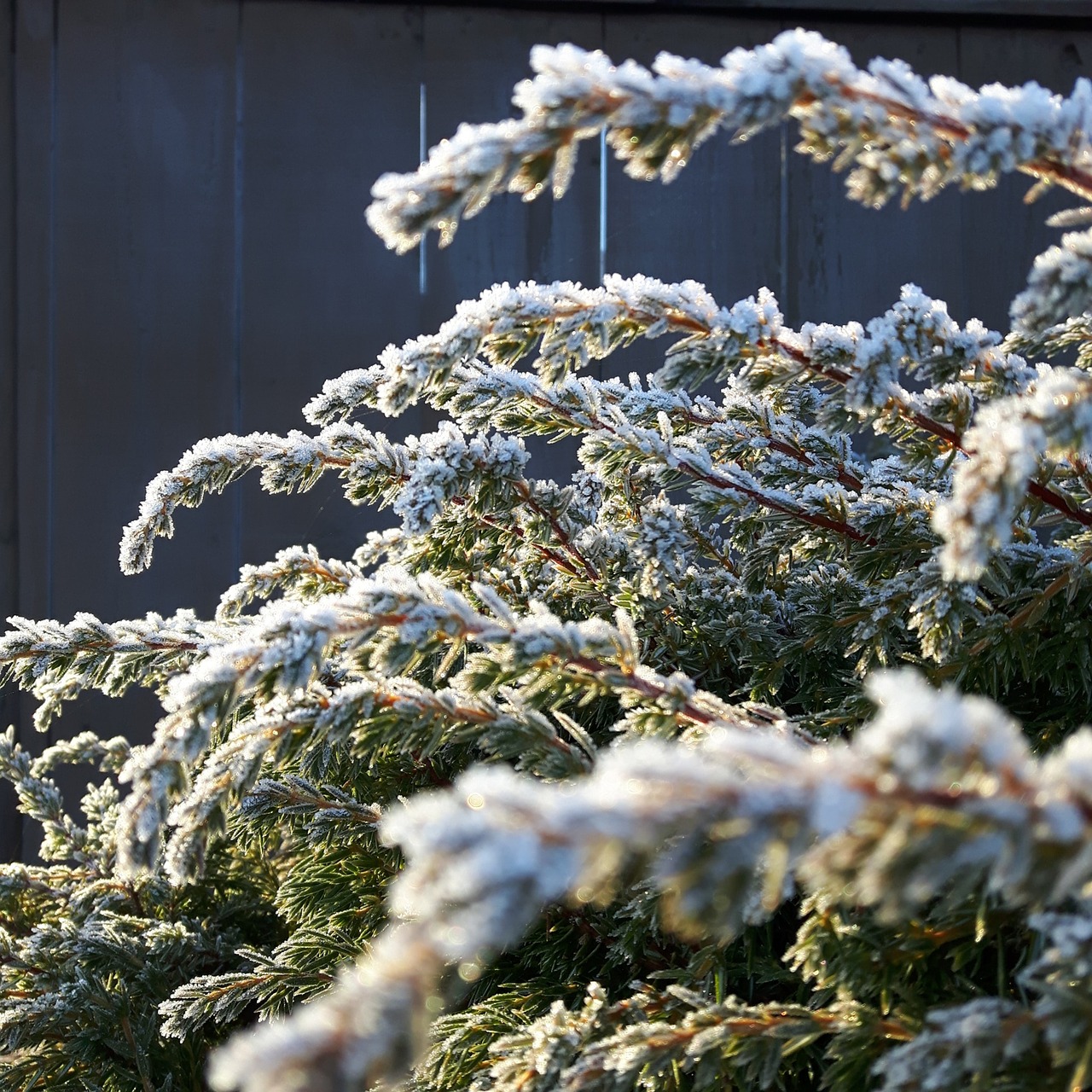 tree  bush  frost free photo