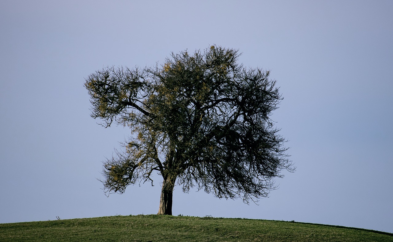 tree  deciduous tree  autumn free photo