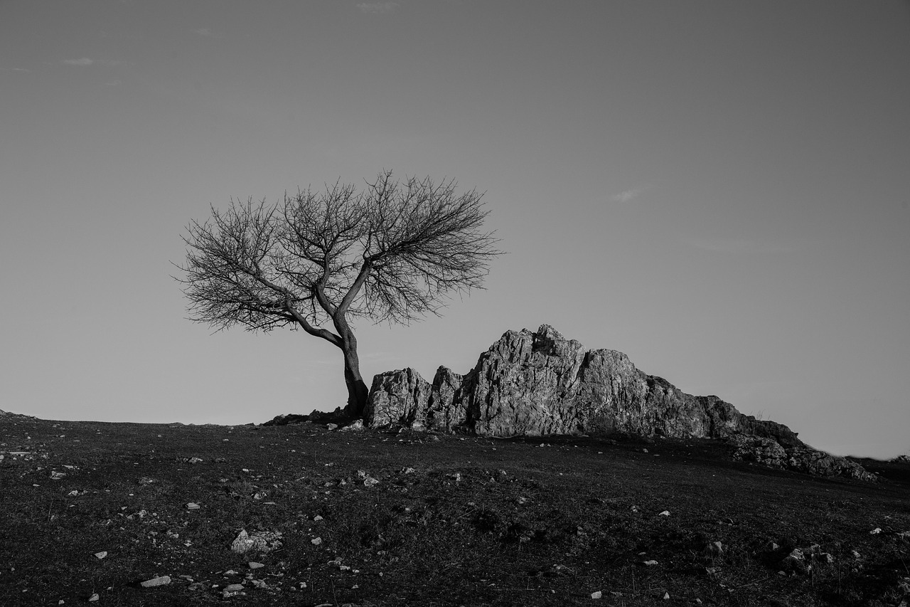 tree  stone  environment free photo