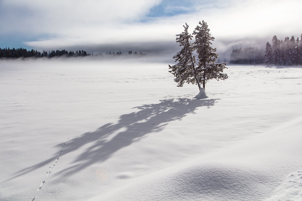 tree  snow  shadows free photo