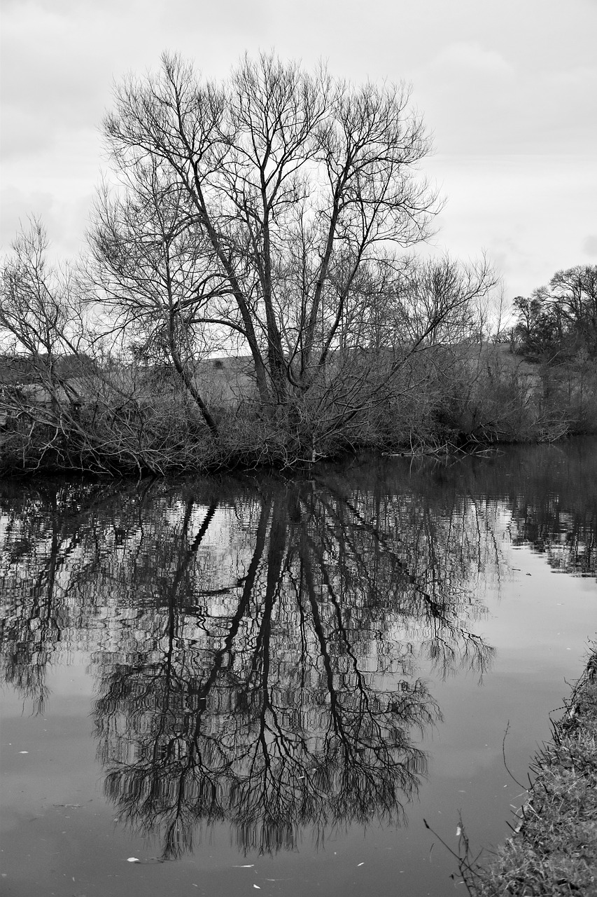 tree  black and white  landscape free photo