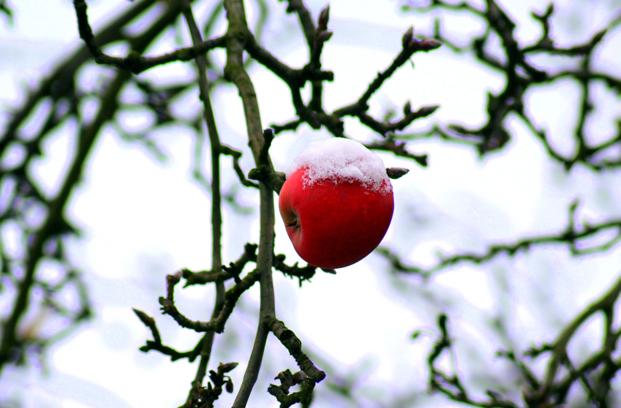 tree  january  winter free photo