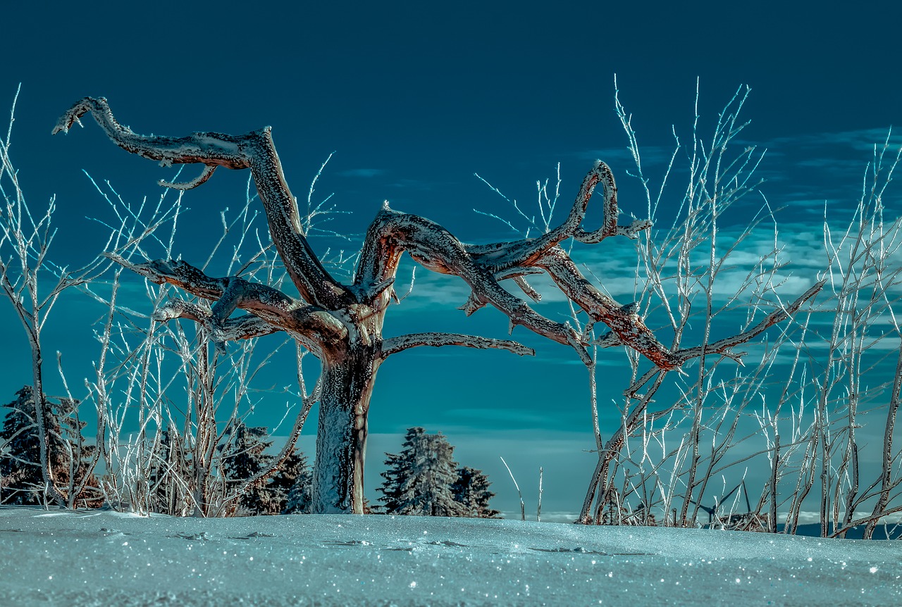 tree  wintry  snow free photo