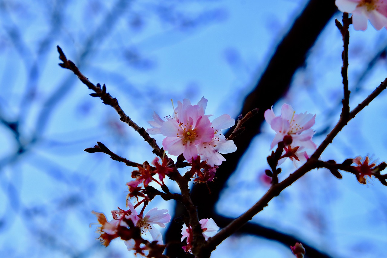 tree  flower  branch free photo