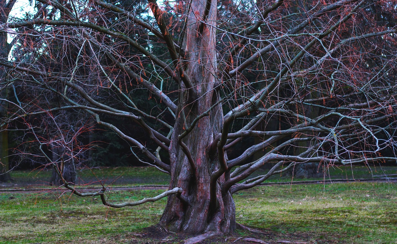 tree  branch  aesthetic free photo