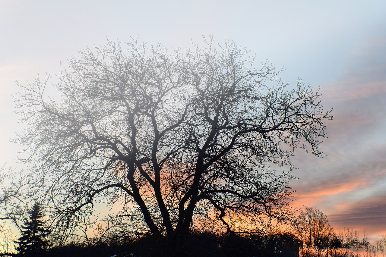 tree  the sky  nature free photo