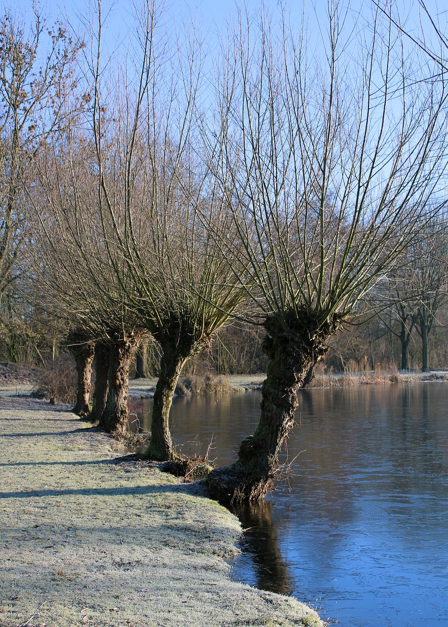 tree  lake  bank free photo