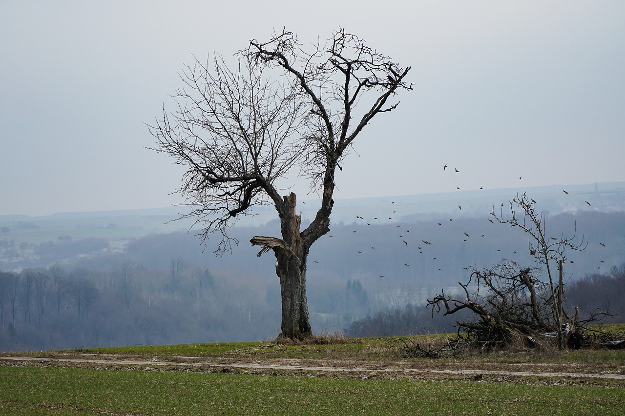 tree  old  nature free photo