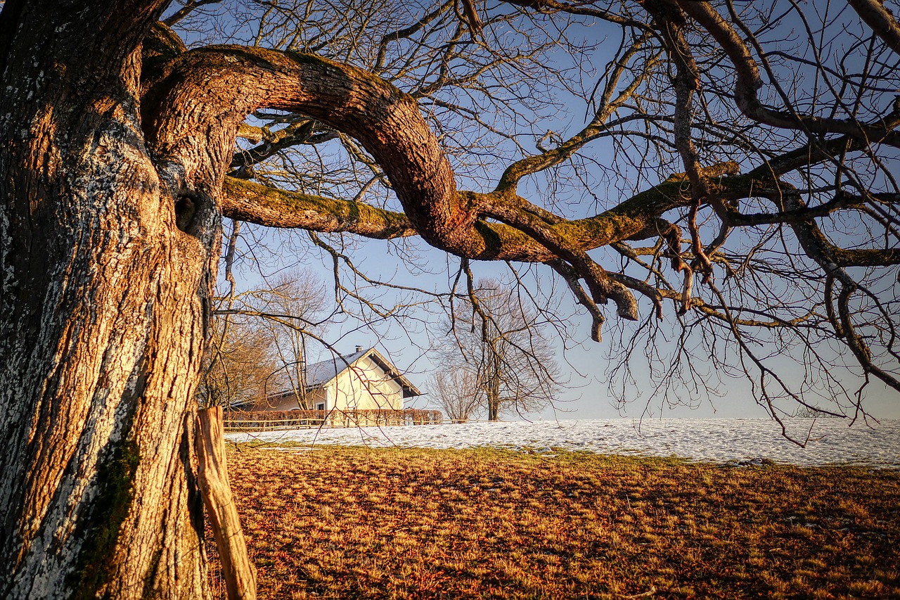 tree  arable  branch free photo