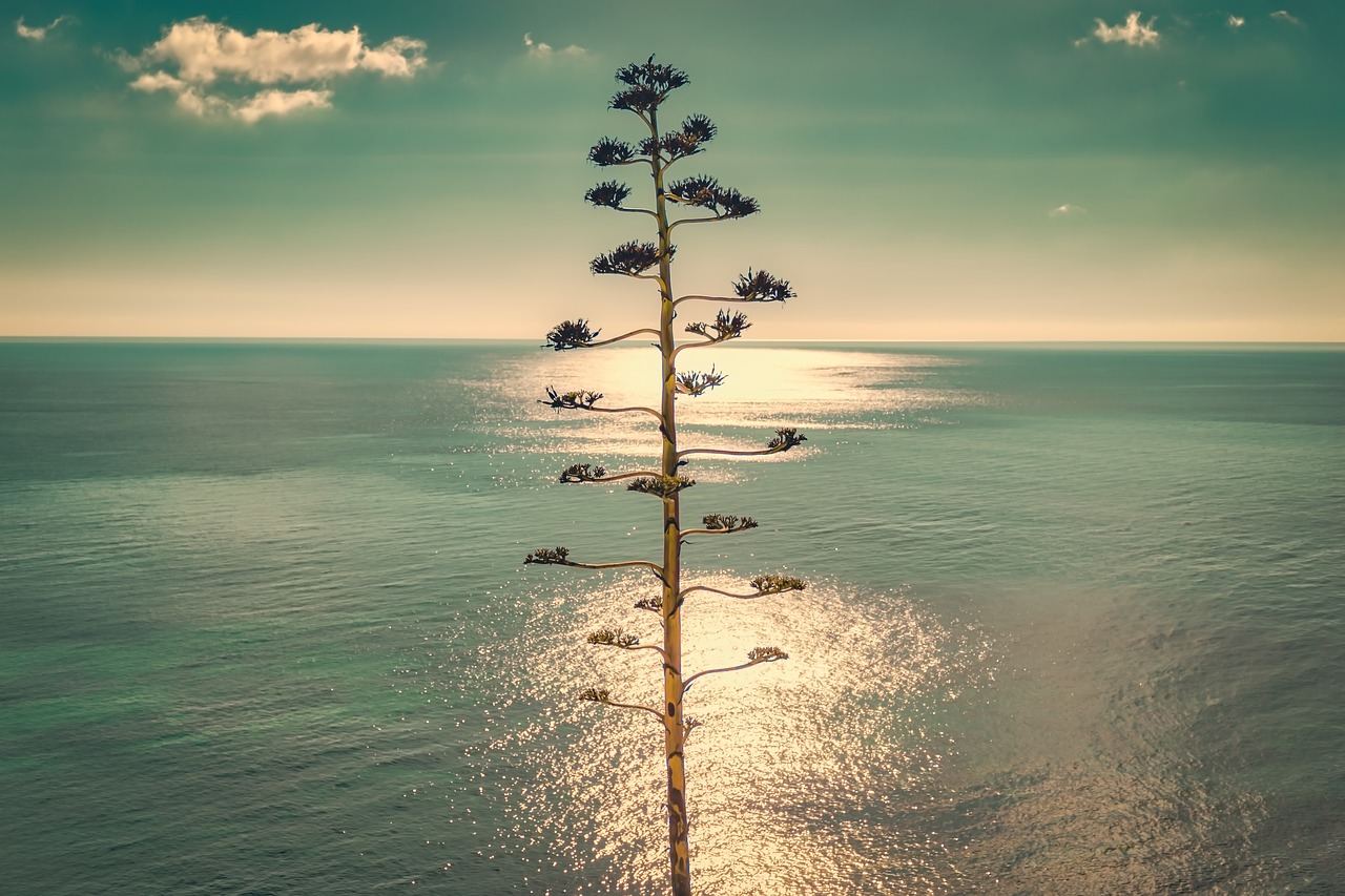 tree  ocean  water free photo