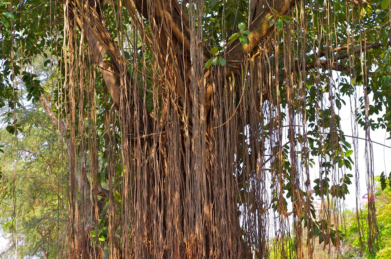 tree  tree giant  nature free photo