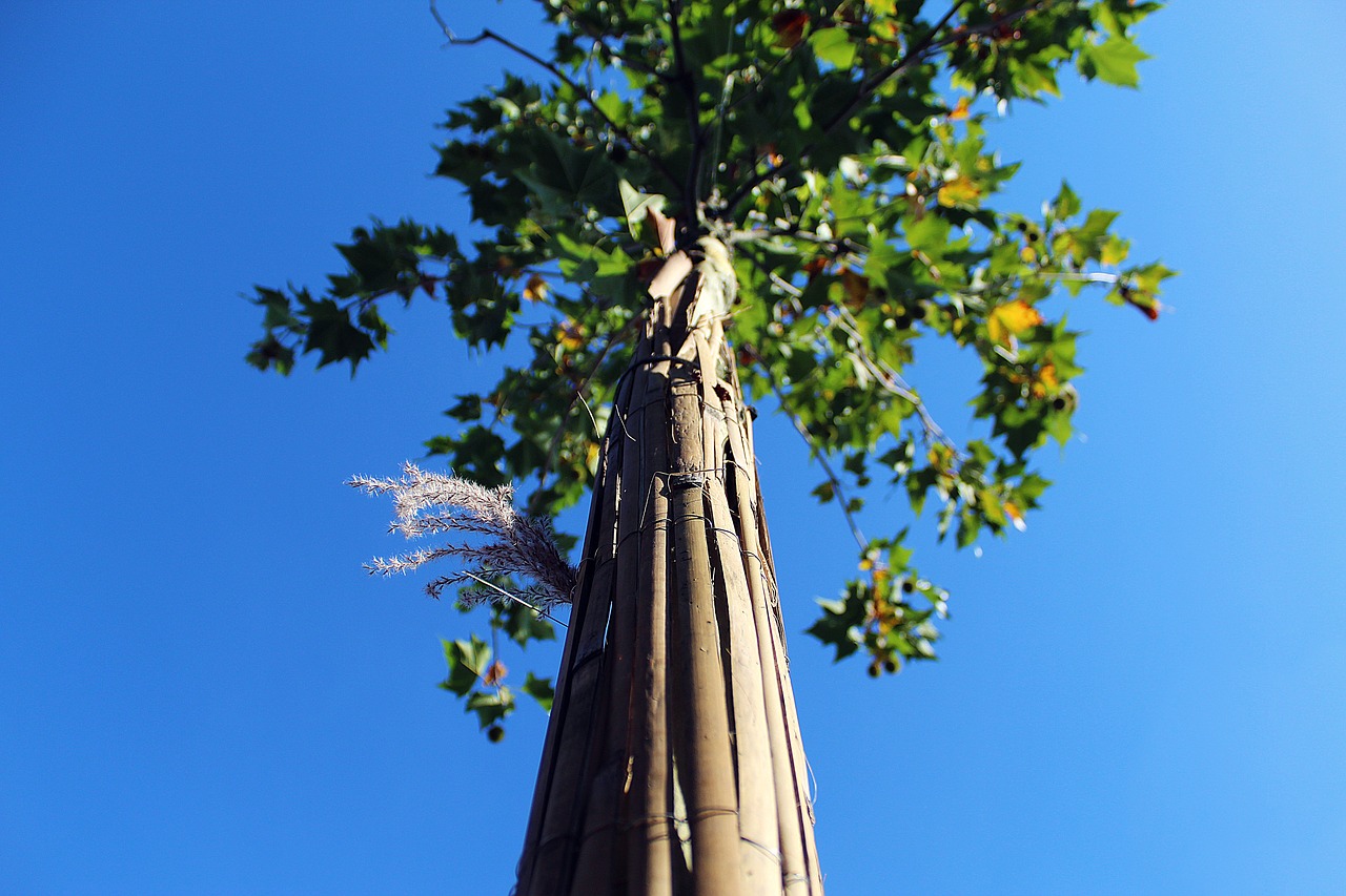 tree  sky  nature free photo