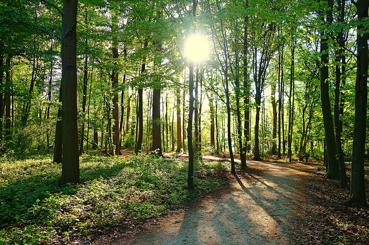 tree  forest  path free photo