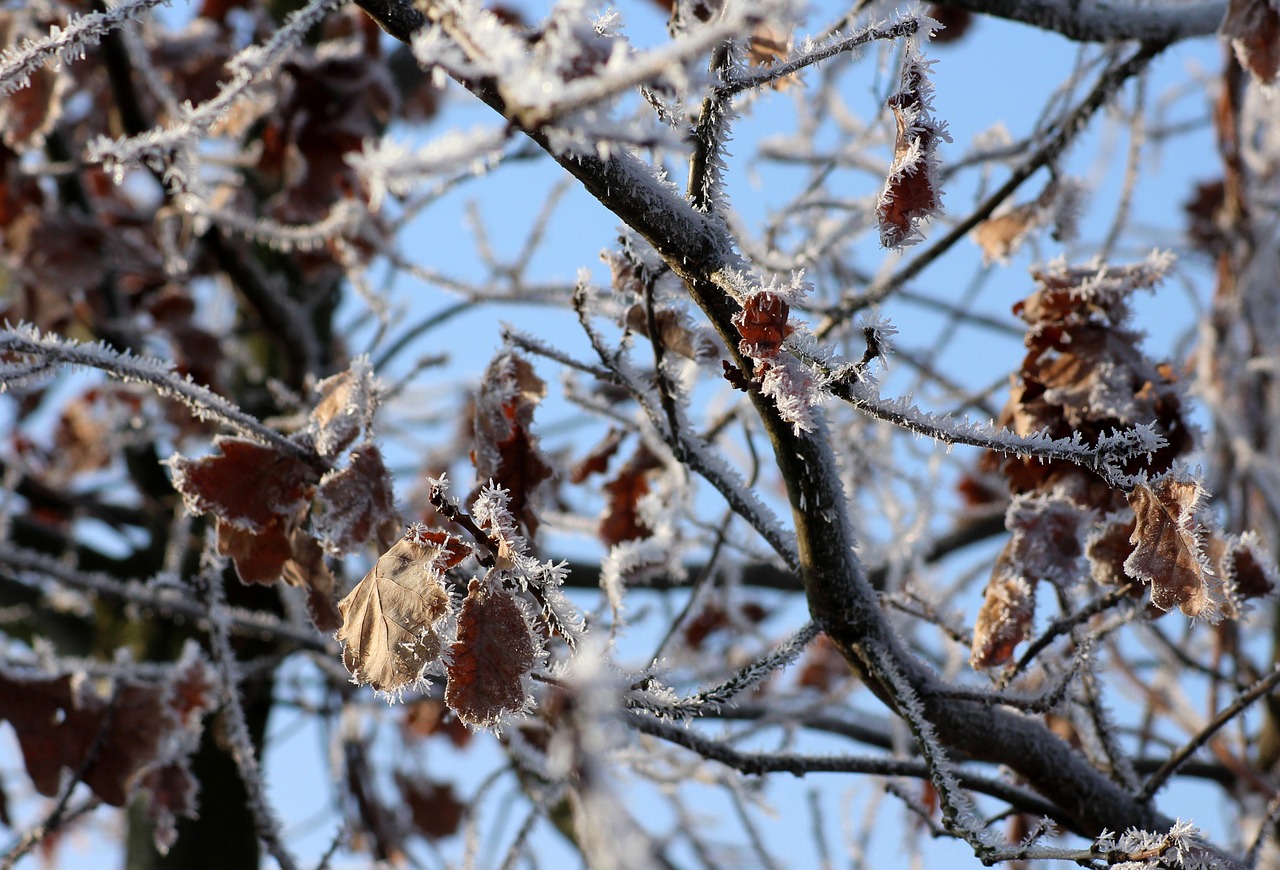 tree  oak  winter free photo