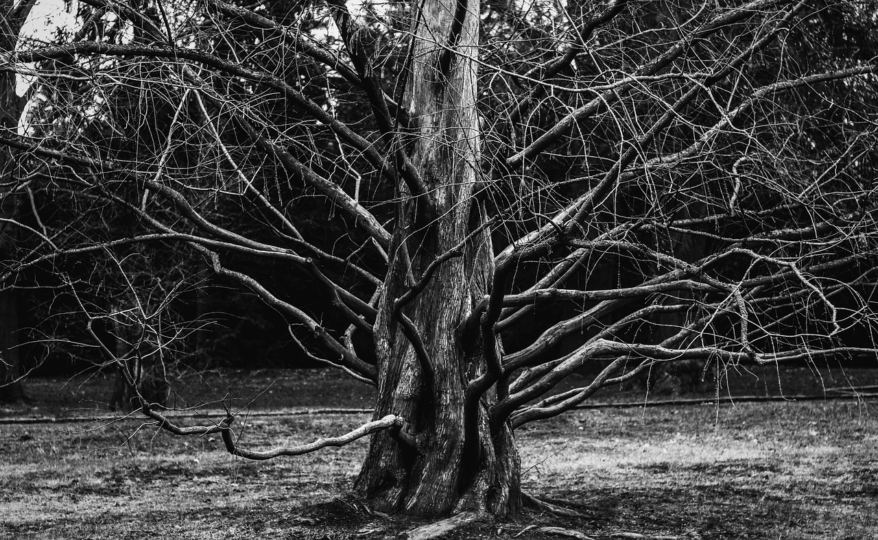 tree  plant  aesthetic free photo