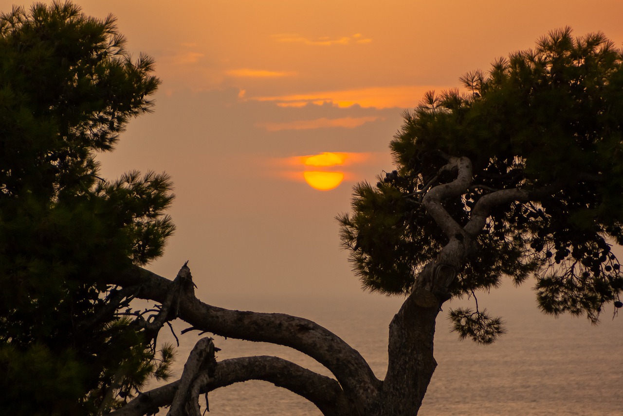 tree  sunset  landscape free photo