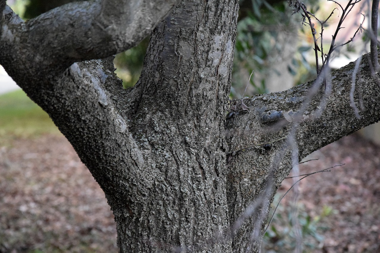 tree  bark  wood free photo