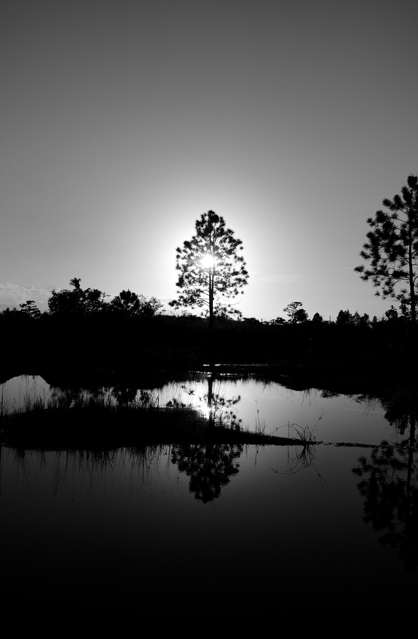 tree  water  nature free photo