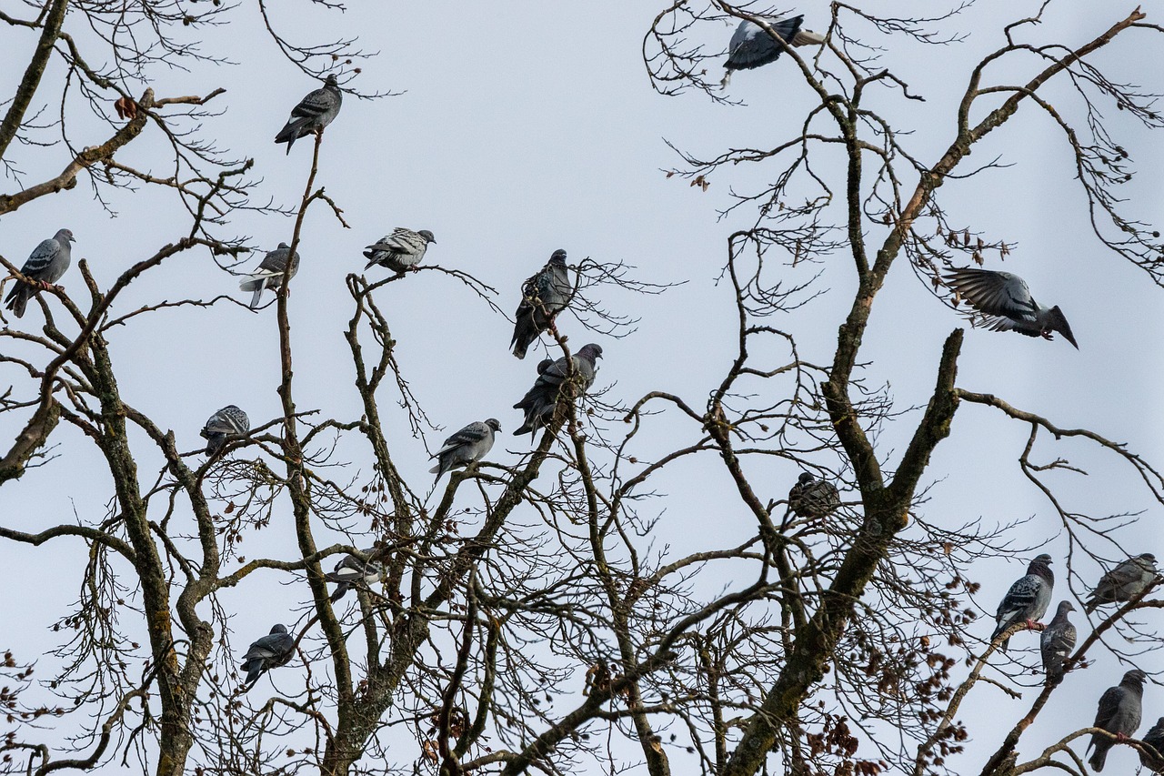 tree  pigeons  bird free photo