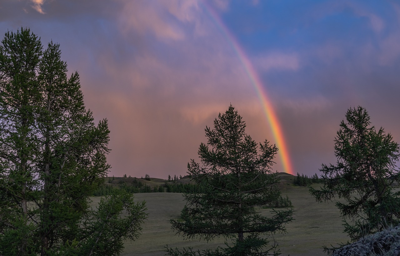 tree  rainbow  colorful free photo