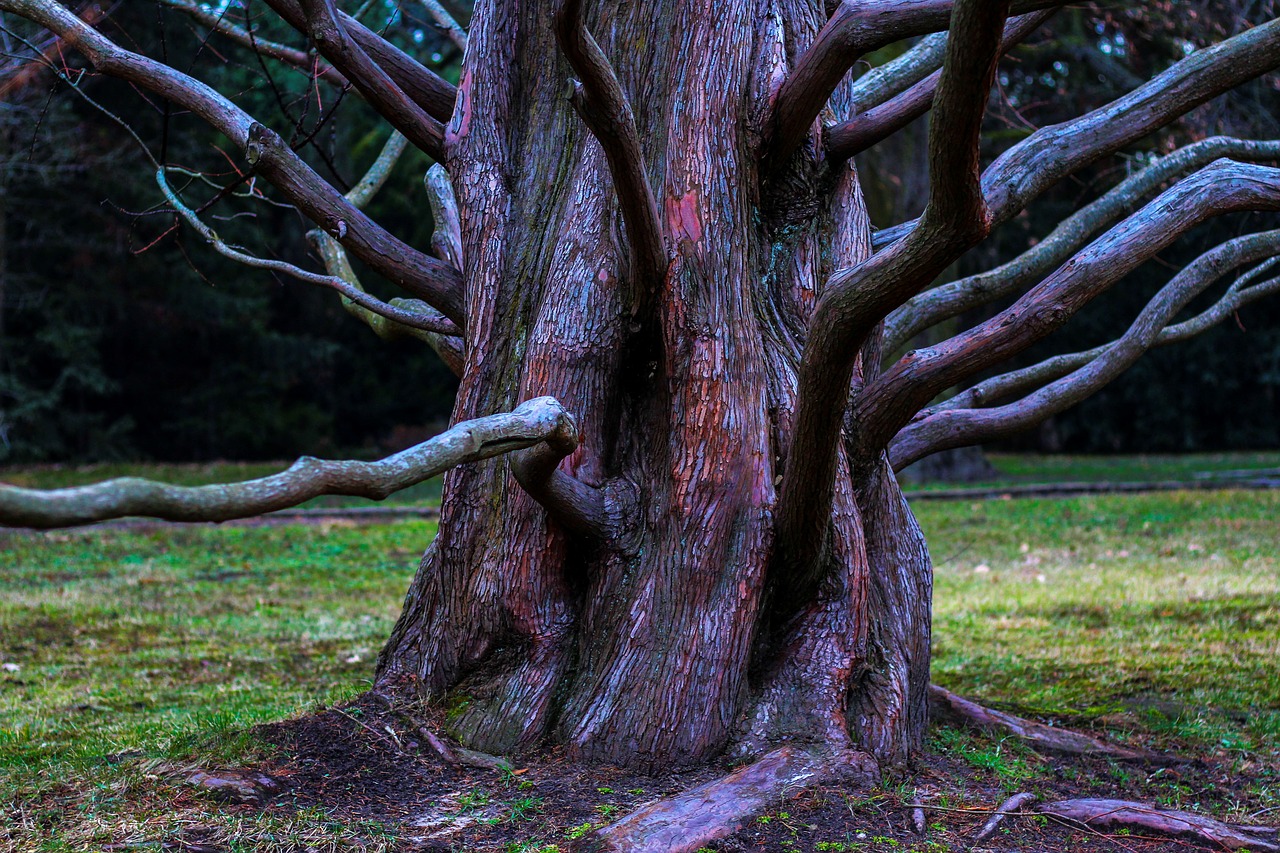 tree  aesthetic  root free photo