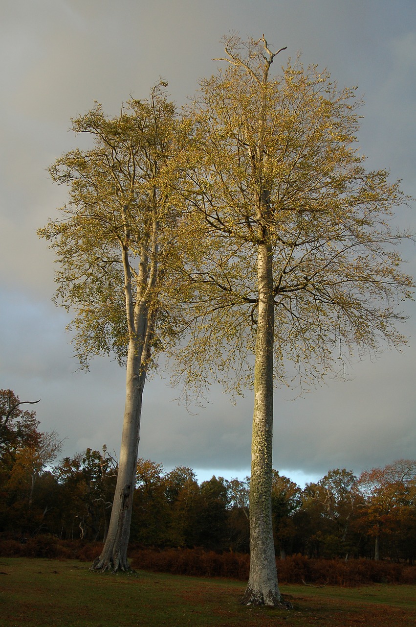 tree forest leaf free photo