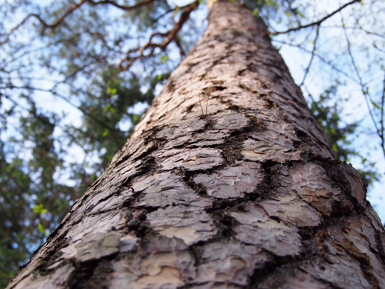 tree  the bark  forest free photo