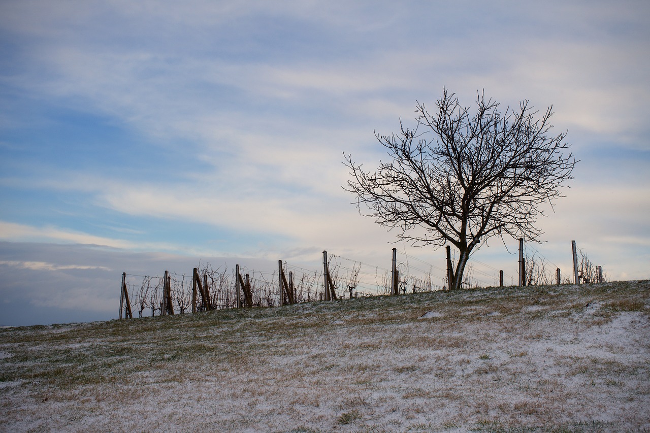 tree  winter  landscape free photo