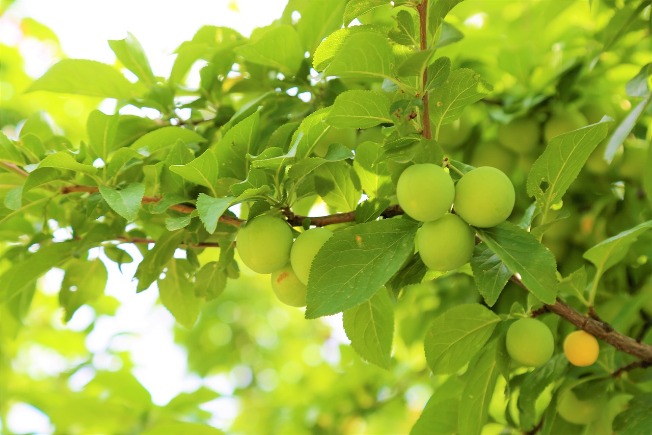 tree  fruit  garden free photo