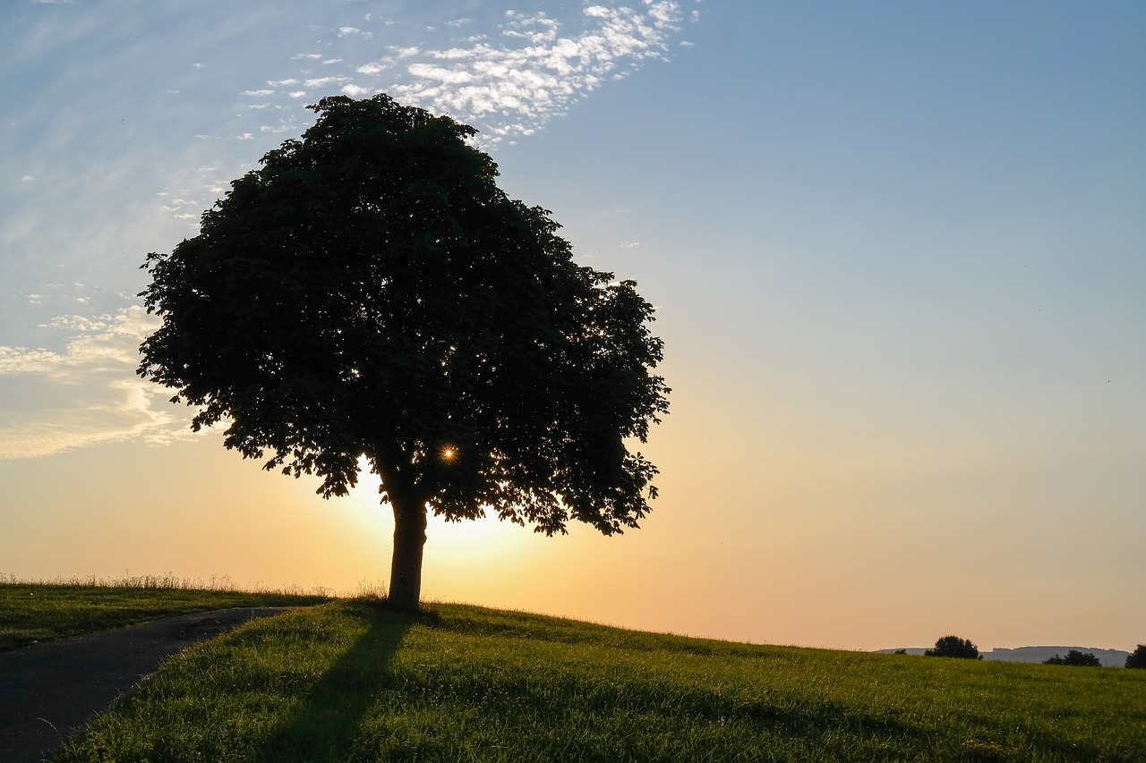 tree  dusk  nature free photo