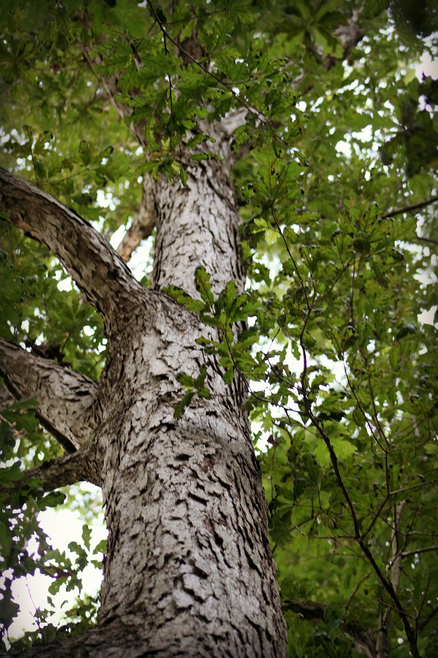 tree leaves green free photo