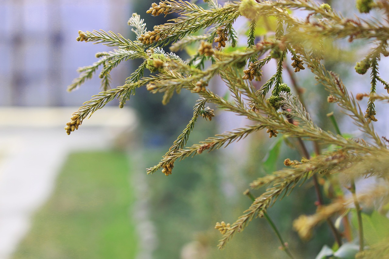 tree  flower  branch free photo