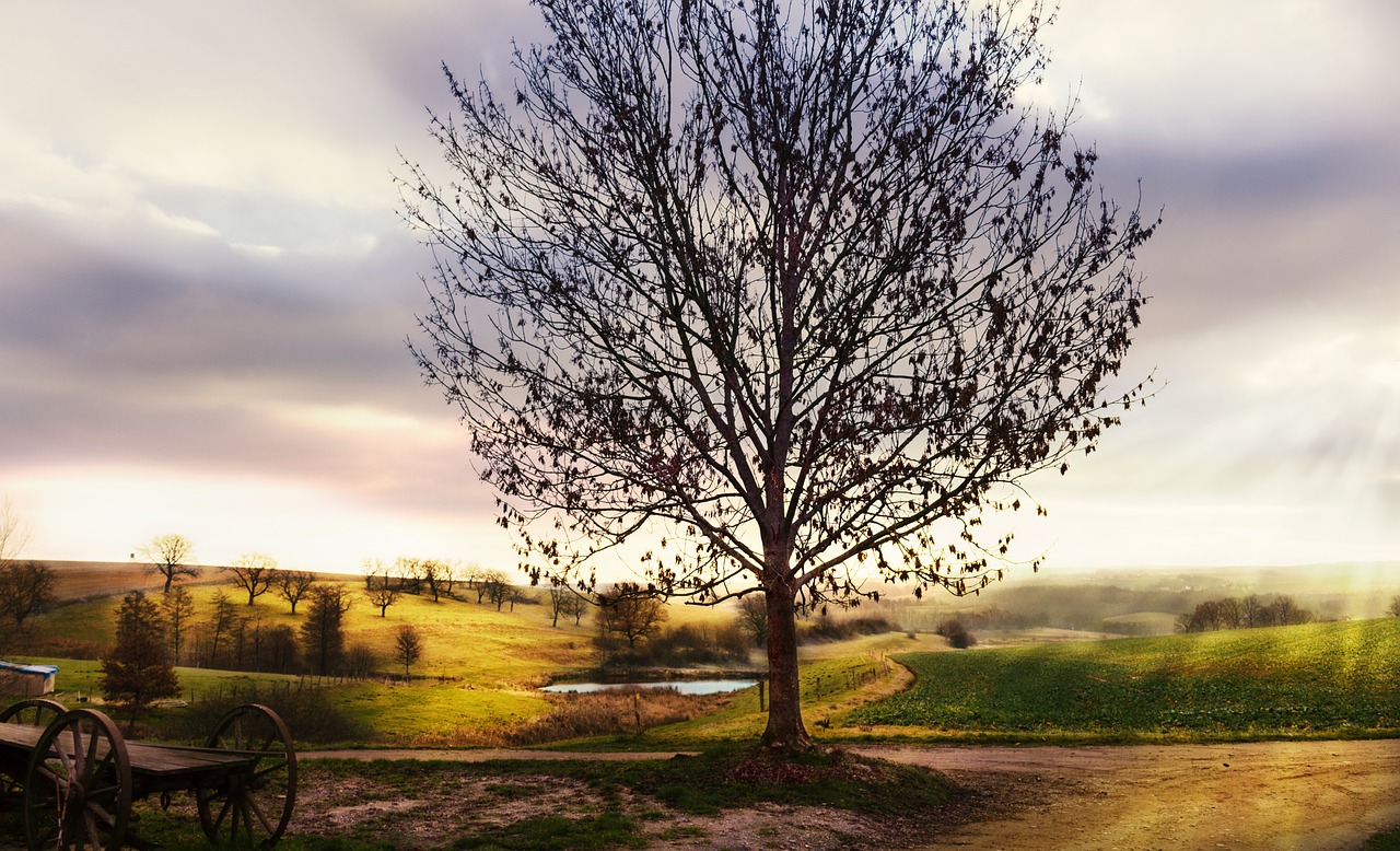 tree  wood  nature free photo