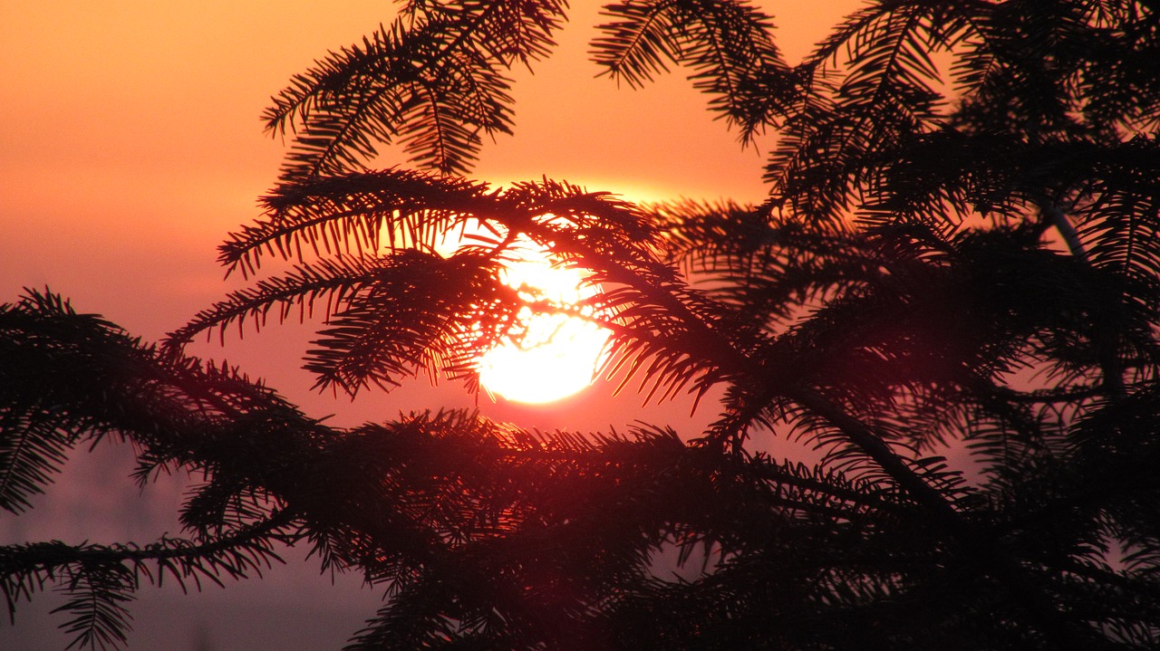 tree  sunset  sun free photo