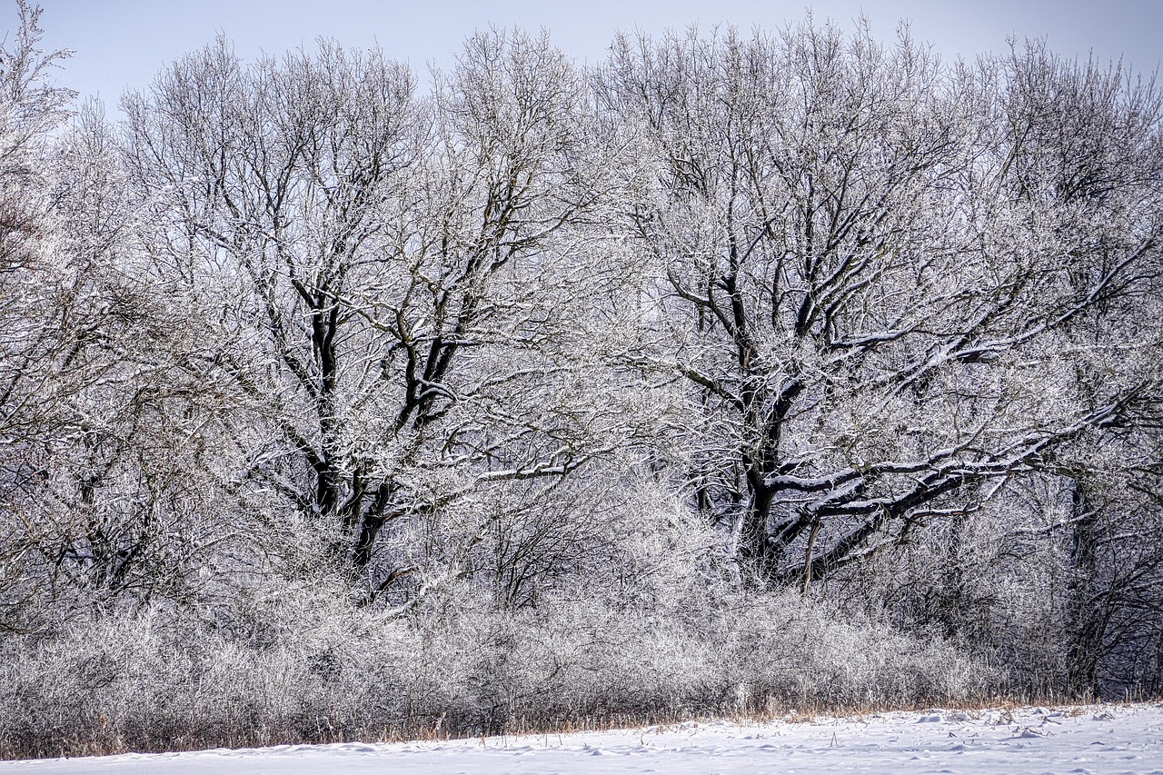 tree  winter  snow free photo