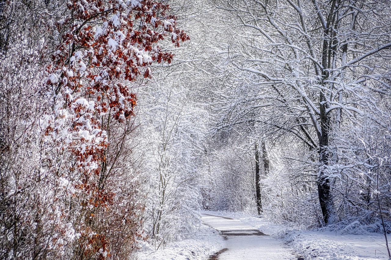 tree  winter  snow free photo