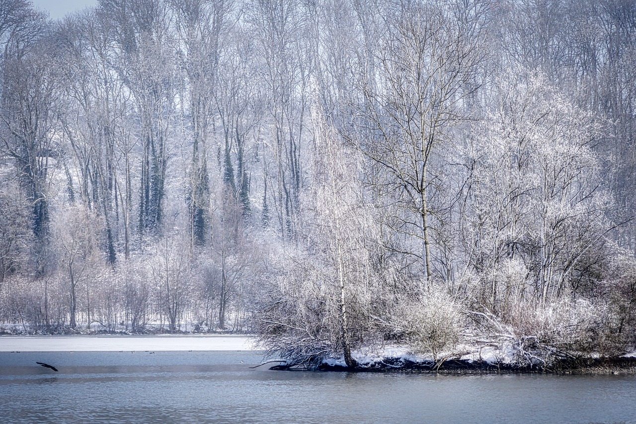 tree  winter  snow free photo