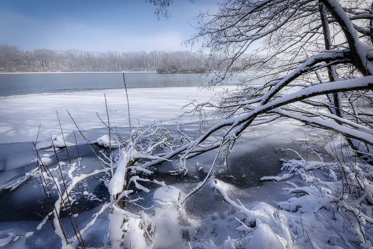 tree  winter  snow free photo