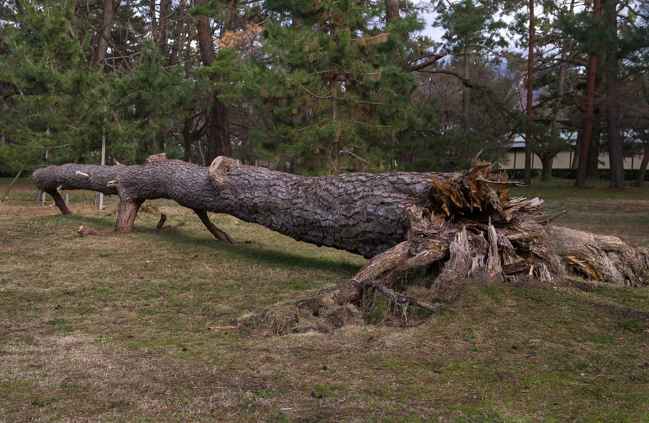 tree  root  wood free photo