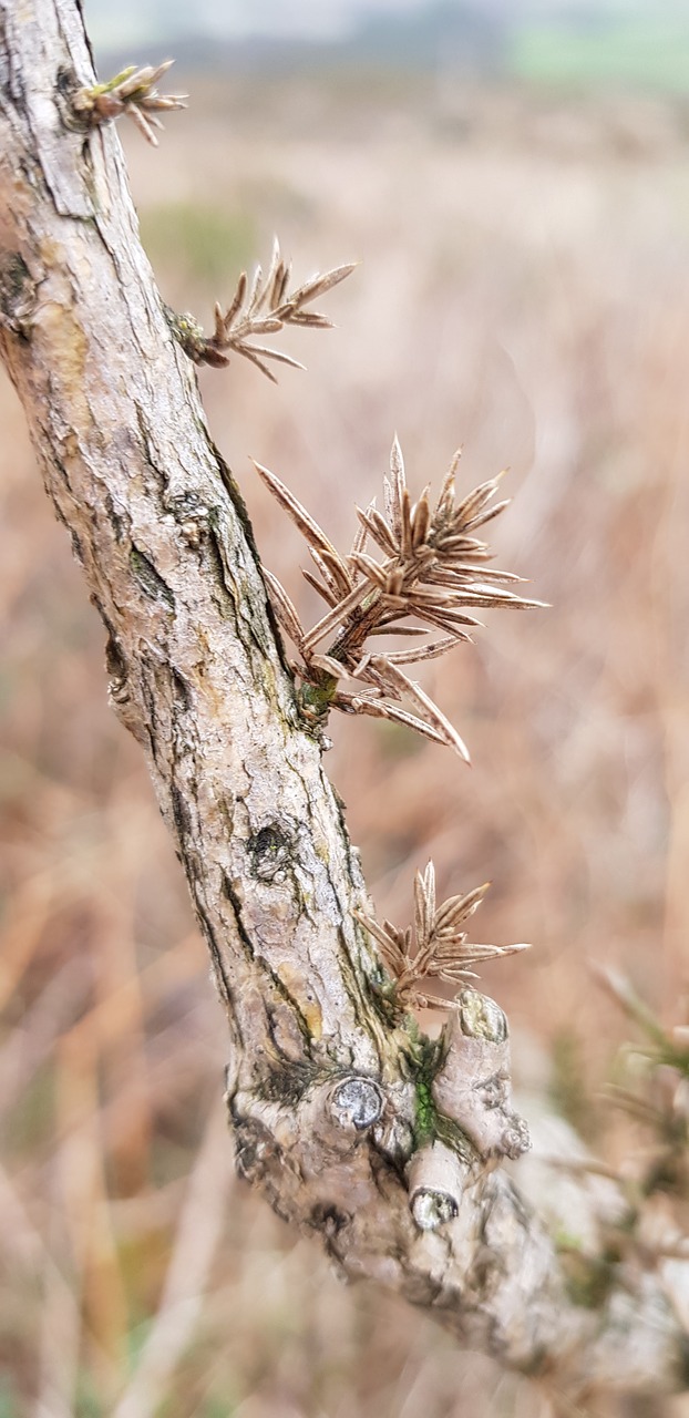 tree  dead branch  bushes free photo