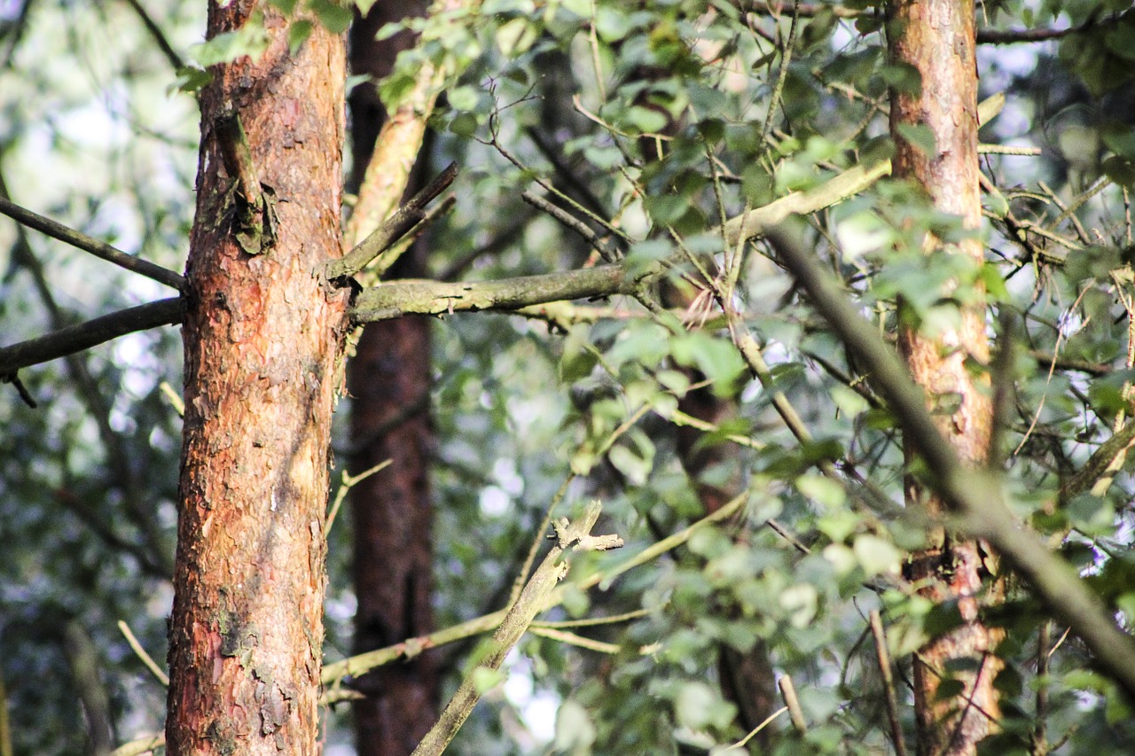 tree forest trunk free photo